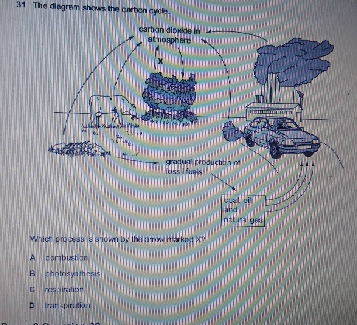 Solved: The diagram shows the carbon cycle. Which process is shown by ...