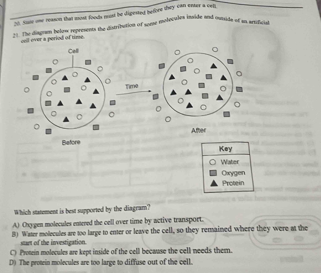 Stae one reason that most foods must be digested before they can enter a cell.
21. The diagram below represents the distribution of some molecules inside and outside of an artificial
cell over a period of time.
Key
Water
Oxygen
Protein
Which statement is best supported by the diagram?
A) Oxygen molecules entered the cell over time by active transport.
B) Water molecules are too large to enter or leave the cell, so they remained where they were at the
start of the investigation.
C) Protein molecules are kept inside of the cell because the cell needs them.
D) The protein molecules are too large to diffuse out of the cell.