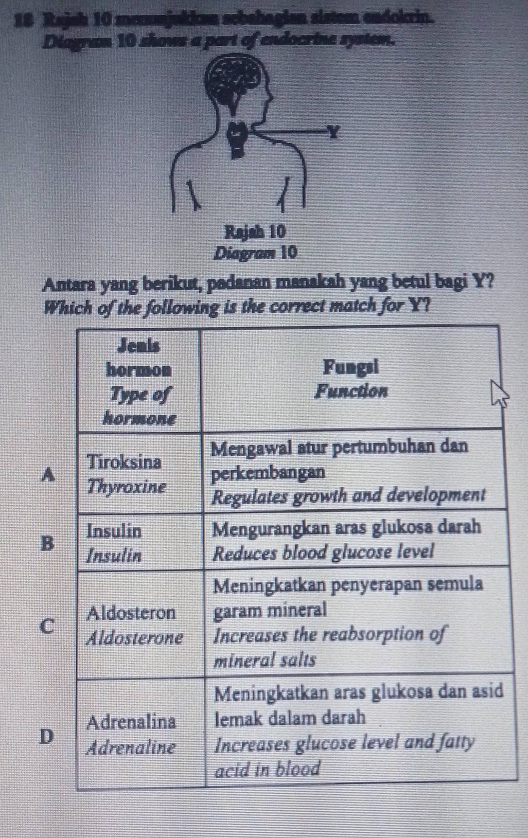 Rajah 10 menuajukkan sebshagian sistem endokrin.
Diagram 10 shows a part of endocrine system.
Antara yang berikut, padanan manakah yang betul bagi Y?
Which of the following is the correct match for Y?
A
B
C
d
D