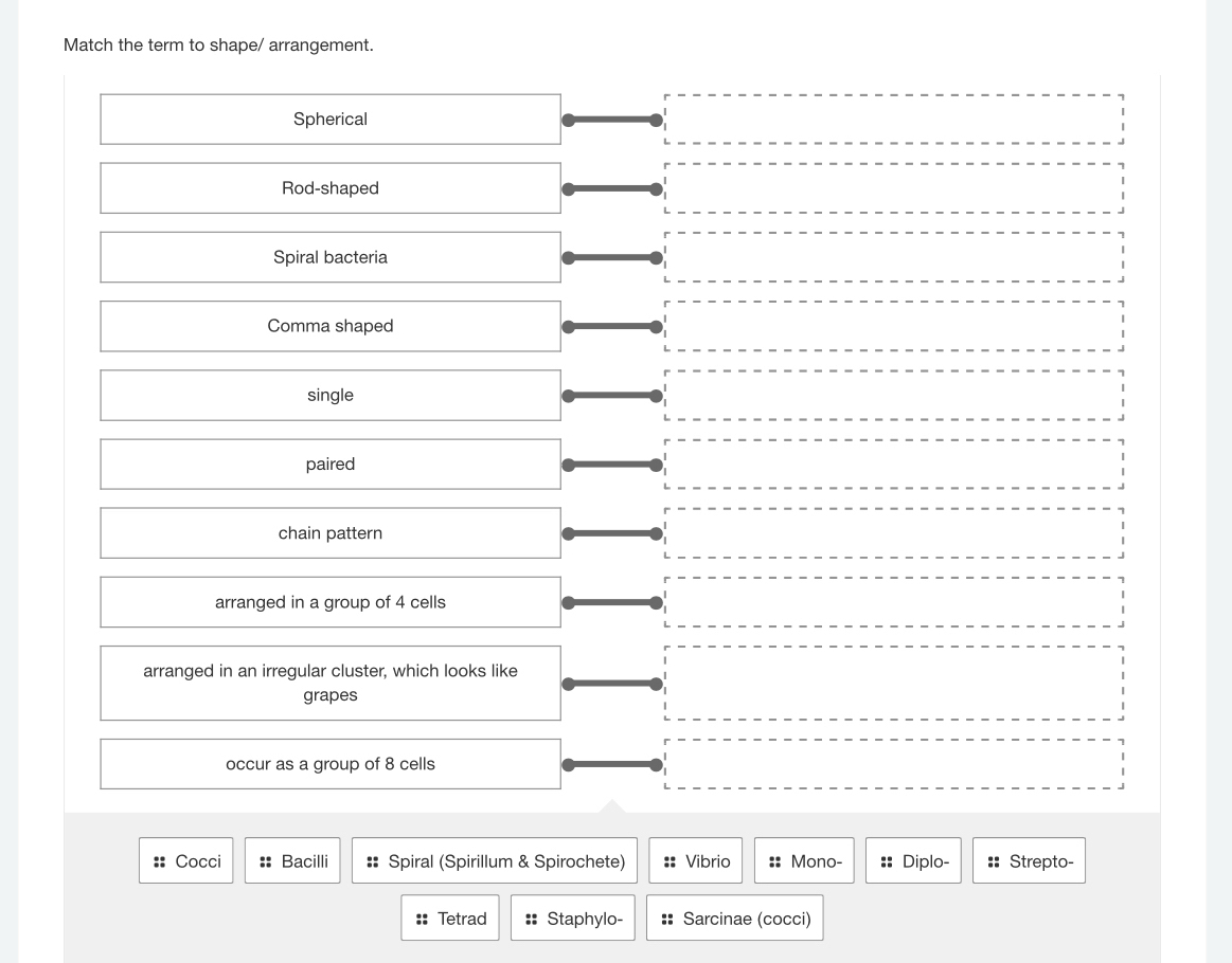 Match the term to shape/ arrangement.
Spherical
Rod-shaped
Spiral bacteria
Comma shaped
single
paired
chain pattern
arranged in a group of 4 cells
arranged in an irregular cluster, which looks like
grapes
occur as a group of 8 cells
:: Cocci :: Bacilli :: Spiral (Spirillum & Spirochete) :: Vibrio :: Mono- :: Diplo- :: Strepto-
Tetrad Staphylo- Sarcinae (cocci)