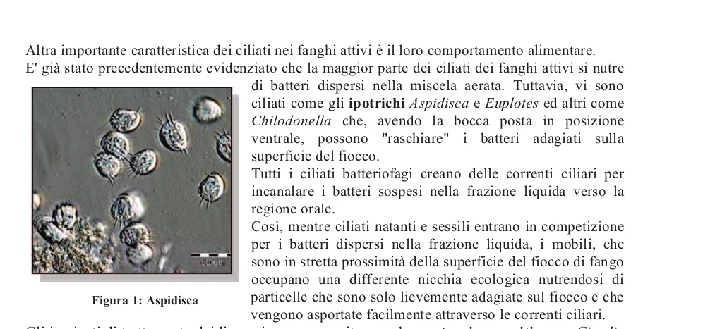 Altra importante caratteristica dei ciliati nei fanghi attivi èil loro comportamento alimentare.
E' già stato precedentemente evidenziato che la maggior parte dei ciliati dei fanghi attivi si nutre
di batteri dispersi nella miscela aerata. Tuttavia, vi sono
ciliati come gli ipotrichi Aspidisca e Euplotes ed altri come
Chilodonella che, avendo la bocca posta in posizione
ventrale, possono "raschiare" i batteri adagiati sulla
superficie del fiocco.
Tutti i ciliati batteriofagi creano delle correnti ciliari per
incanalare i batteri sospesi nella frazione liquida verso la
regione orale.
Così, mentre ciliati natanti e sessili entrano in competizione
per i batteri dispersi nella frazione liquida, i mobili, che
sono in stretta prossimità della superficie del fiocco di fango
occupano una differente nicchia ecologica nutrendosi di
Figura 1: Aspidisca particelle che sono solo lievemente adagiate sul fiocco e che
vengono asportate facilmente attraverso le correnti ciliari.