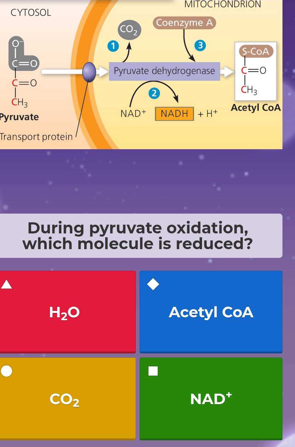 MITOCHONDRION
Pyruvate
Transport protein
During pyruvate oxidation,
which molecule is reduced?
H_2O Acetyl CoA
CO_2
NAD )+