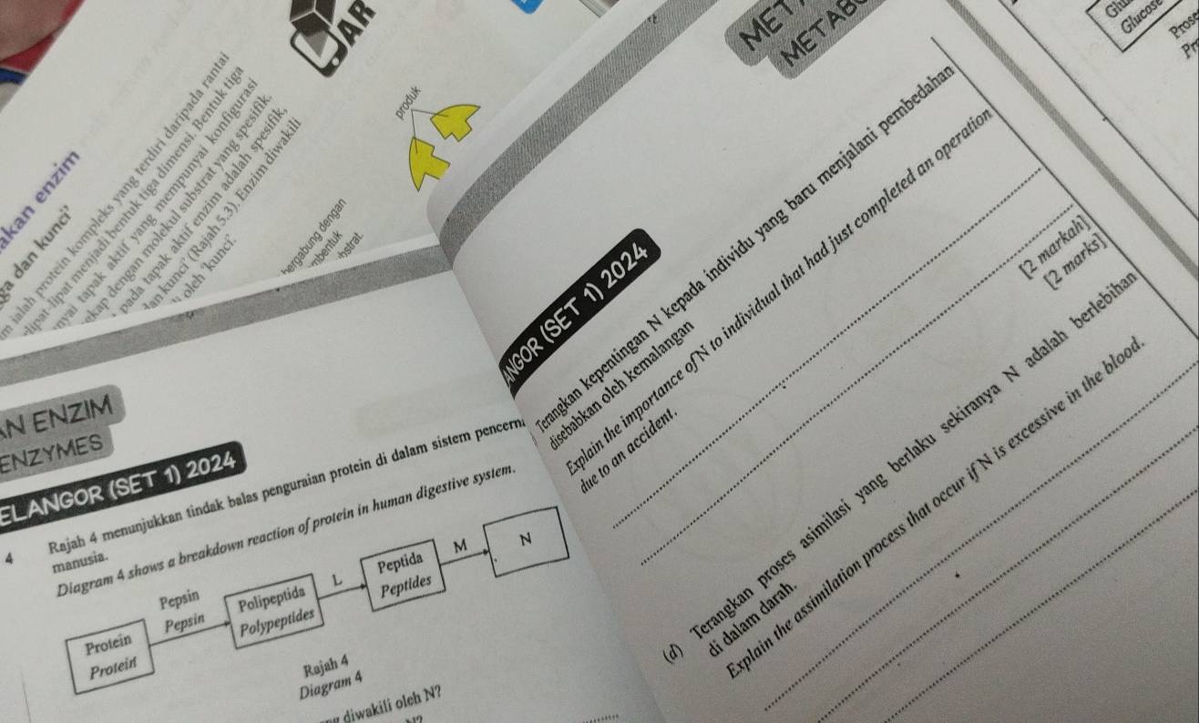 MET
METAB
Glu
Glucost
Prose
pr
。


2 markah
kepentingan N kepada índividu yang baru menjalani pem
hstrat
à
GOR (SET 1) 202
2 marks
e importance ofN to individual that had just completed an o e to an acciden
N ENZIM
ENZYMES
# Rajah 4 menunjukkan tindak balas penguraian protein di dalam sistem pencen babkan olch kemalang__
angkan proses asimilasi yang berlaku sekiranya N adalah be
ELANGOR (SET 1) 2024
the assimilation process that occur if N is excessive in the
Diagram 4 shows a breakdown reaction of protein in human digestive systen
L Peptida M N
manusia.
Pepsin
Protein Pepsin Polipeptida Peptides
li dalam darah
Polypeptides
Protein
Rajah 4
Diagram 4
diwakili oleh N?