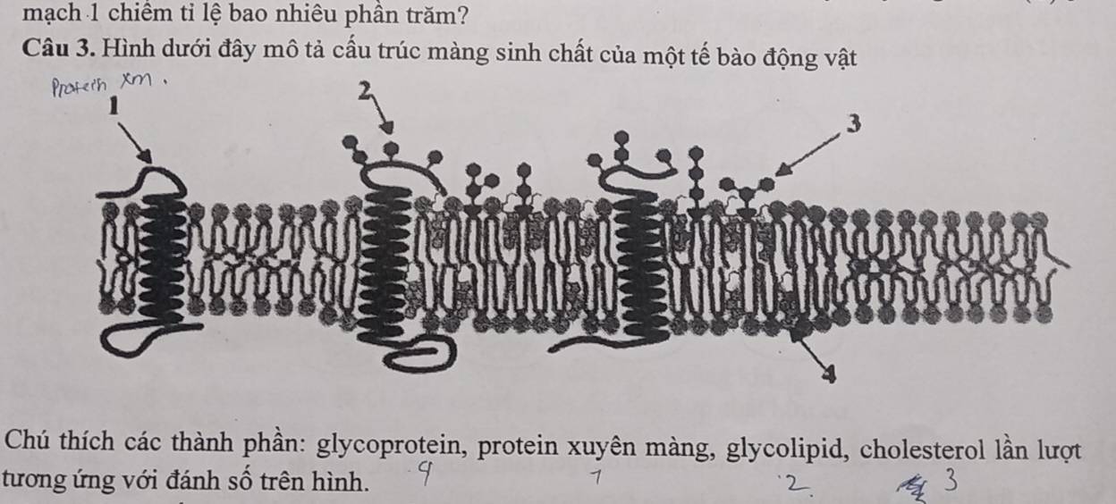 mạch 1 chiêm tỉ lệ bao nhiêu phần trăm? 
Câu 3. Hình dưới đây mô tả cấu trúc màng sinh chất của một tế bào động vật 
Chú thích các thành phần: glycoprotein, protein xuyên màng, glycolipid, cholesterol lần lượt 
tương ứng với đánh số trên hình.