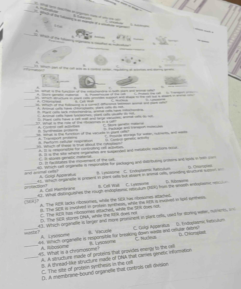What term describes an orgarton made of onty one cstt
A Pulticelutar B. Eukanetc
31. Wtrich of the folowing is an example of a uncalular orgarean
Caaa
_
E-Cali
A 
_
 
_
32. Which of the fllowing organams is classifed as mutcrfuler?
_
_infomaton? 33. Which part of the cell acts as a control center, regulating at activites and storing prettic
B
C
D
_34. What is the function of the mitochondra in both plant and animal cells?
A. Store genetic materiall B. Powerhouse of the celli C. Protect the cll     Trampot pa    
_35. Which structure in plant cells provides support and shape to the call but is awent in anmal crs
A. Chloroclest B.Cell Wall Caoes D. Lyszsome
_
36. Which of the following is a correct difference between anmal and plant cells?
A. Animai cellis have choroplasts; plant celis do not.
B. Plant cellis lack mitochondriac animal cells have mitochondria.
C. Animail cellls have Iysosomes, plant cells usually do not.
D. Plant cellls have a cell wall and large vacuoles; animal cells do not.
37. What is the role of the ribosomes in a cell?
_A. Controil celll activities C. Store genetic matenal
B. Synthesize proteins D. Package and transport molecules
38. What is the function of the vacuole in plant cellls?
_A. Transport proteins C. Provide storage for water, nutrients, and waste
B. Perform celllular respiration D. Control genetic activity
39. Which of these is true about the cytoplasm?
_A. It is responsible for controllling cell activities.
B. It is the site where organelles are suspended and metabollic reactions octur.
C. It stores genetic material.
D. It facilitates the movement of the cell.
40. Which cell organelle is responsible for packaging and distributing proteins and lipids in both plart
and animal cells?
A. Golgi Apparatus B. Lysosome C. Endoplasmic Reticulum
_41. Which organellle is present in plant cells but absent in animal cells, providing structural support am D. Chloropiast
A. Cell Membrane B. Celll Wall C. Lysosome D. Ribosome
protection?
_42. What distinguishes the rough endoplasmic reticulum (RER) from the smooth endoplasmic reticulum
_A. The RER lacks ribosomes, while the SER has ribosomes attached.
(SER)?
B. The SER is involved in protein synthesis, while the RER is involved in lipid synthesis.
C. The RER has ribosomes attached, while the SER does not.
D. The SER stores DNA, while the RER does not
43. Which organelle is larger and more prominent in plant cells, used for storing water, nutrients, and
A. Lysosome B. Vacuole C. Golgi Apparatus D. Endoplasmic Reticulum
waste?
_44. Which organelle is responsible for breaking down waste and cellular debris?
_A. Ribosome B. Lysosome C. Nucleus D. Chloroplast
45. What is a chromosome?
_A. A structure made of proteins that provides energy to the cell
B. A thread-like structure made of DNA that carries genetic information
C. The site of protein synthesis in the cell
D. A membrane-bound organelle that controls cell division