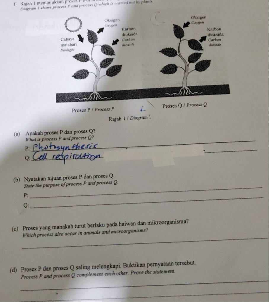 Rajah I menunjukkan proses P u 
Diagram V shaws process P and process Q which is carried out by plants 
Proses P / Process P
Rajah 1 / Diagram 1 
(a) Apakah proses P dan proses Q? 
What is process P and process Q? 
P: 
_ 
_ 
Q: 
(b) Nyatakan tujuan proses P dan proses Q. 
_ 
State the purpose of process P and process Q. 
P:_ 
Q: 
(c) Proses yang manakah turut berlaku pada haiwan dan mikroorganisma? 
_ 
Which process also occur in animals and microorganisms? 
(d) Proses P dan proses Q saling melengkapi. Buktikan pernyataan tersebut. 
_ 
Process P and process Q complement each other. Prove the statement. 
_