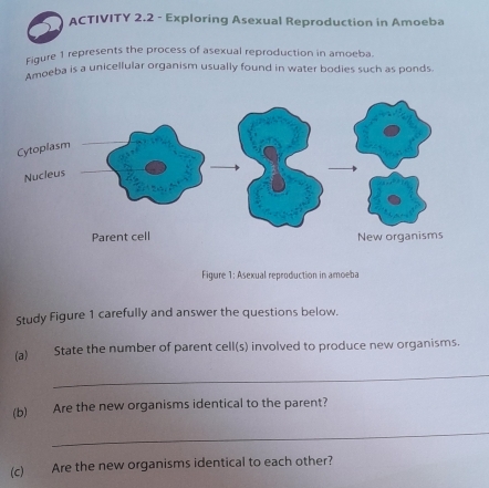 ACTIVITY 2.2 - Exploring Asexual Reproduction in Amoeba 
Figure 1 represents the process of asexual reproduction in amoeba. 
Amoeba is a unicellular organism usually found in water bodies such as ponds 
Cytoplasm 
Nucleus 
Parent cell New organisms 
Figure 1: Asexual reproduction in amoeba 
Study Figure 1 carefully and answer the questions below. 
(a) State the number of parent cell(s) involved to produce new organisms. 
_ 
(b) Are the new organisms identical to the parent? 
_ 
(c) Are the new organisms identical to each other?