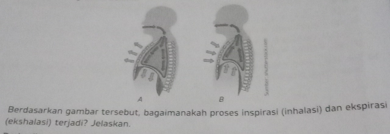 Berdasarkan gambar tersebut, bagaimanakah proses inspirasi (inhalasi) dan ekspirasi 
(ekshalasi) terjadi? Jelaskan.