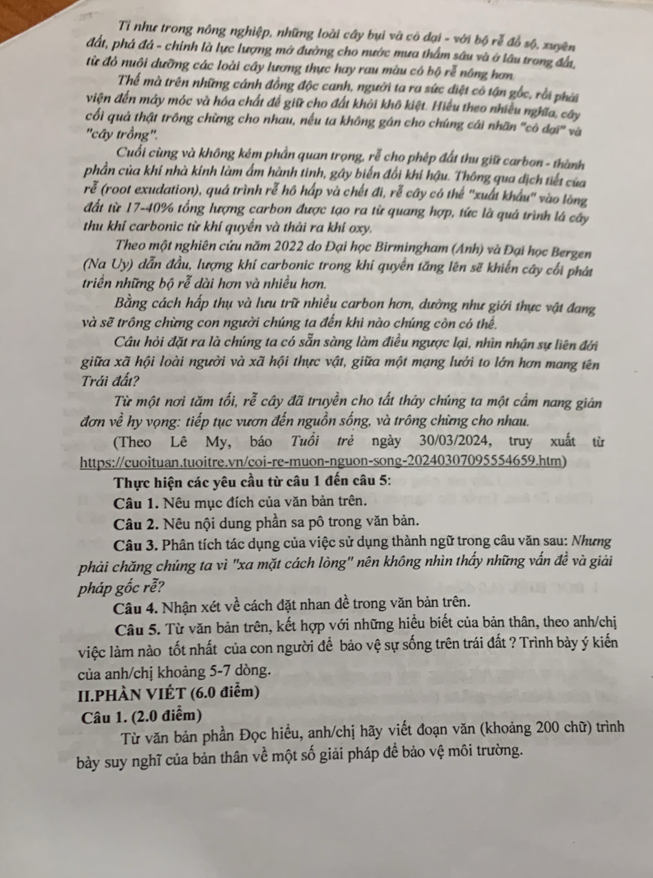 Tỉ như trong nông nghiệp, những loài cây bụi và cô dại - với bộ rễ đồ sộ, xuyên
đất, phá đá - chinh là lực lượng mở đường cho nước mưa thẩm sâu và ở lầu trong đầ,
từ đỏ nuôi dưỡng các loài cây lương thực hay rau màu có bộ rễ nông hơn.
Thế mà trên những cánh đồng độc canh, người ta ra sức diệt có tận gốc, rồi phải
viện đến máy móc và hóa chất để giữ cho đất khôi khô kiệt. Hiểu theo nhiều nghĩa, cây
cối quả thật trông chừng cho nhau, nếu ta không gán cho chúng cái nhãn 'cô đại' và
'cây trồng".
Cuối cùng và không kém phần quan trọng, rễ cho phép đất thu giữ carbon - thành
phần của khí nhà kinh làm ẩm hành tinh, gây biến đổi khí hậu. Thông qua địch tiết của
rễ (root exudation), quá trình rễ hô hấp và chết đi, rễ cây có thể ''xuất khẩu'' vào lòng
đất từ 17-40% tổng lượng carbon được tạo ra từ quang hợp, tức là quá trình lá cây
thu khí carbonic từ khí quyển và thải ra khí oxy.
Theo một nghiên cứu năm 2022 do Đại học Birmingham (Anh) và Đại học Bergen
(Na Uy) dẫn đầu, lượng khí carbonic trong khi quyền tăng lên sẽ khiến cây cối phát
triền những bộ rễ dài hơn và nhiều hơn.
Bằng cách hấp thụ và lưu trữ nhiều carbon hơn, dường như giới thực vật đang
và sẽ trông chừng con người chúng ta đến khi nào chúng còn có thể.
Câu hỏi đặt ra là chúng ta có sẵn sàng làm điều ngược lại, nhìn nhận sự liên đới
giữa xã hội loài người và xã hội thực vật, giữa một mạng lưới to lớn hơn mang tên
Trái đất?
Từ một nơi tăm tối, rễ cây đã truyền cho tất thảy chúng ta một cầm nang giản
đơn về hy vọng: tiếp tục vươn đến nguồn sống, và trông chừng cho nhau.
(Theo Lê My, báo Tuổi trẻ ngày 30/03/2024, truy xuất từ
https://cuoituan.tuoitre.vn/coi-re-muon-nguon-song-20240307095554659.htm)
Thực hiện các yêu cầu từ câu 1 đến câu 5:
Câu 1. Nêu mục đích của văn bản trên.
Câu 2. Nêu nội dung phần sa pô trong văn bản.
Câu 3. Phân tích tác dụng của việc sử dụng thành ngữ trong câu văn sau: Nhưng
phải chăng chúng ta vì "xa mặt cách lòng" nên không nhìn thấy những vấn đề và giải
pháp gốc rễ?
Câu 4. Nhận xét về cách đặt nhan đề trong văn bản trên.
Câu 5. Từ văn bản trên, kết hợp với những hiểu biết của bản thân, theo anh/chị
việc làm nào tốt nhất của con người để bảo vệ sự sống trên trái đất ? Trình bày ý kiến
của anh/chị khoảng 5-7 dòng.
II.PHÀN VIÉT (6.0 điểm)
Câu 1. (2.0 điểm)
Từ văn bản phần Đọc hiểu, anh/chị hãy viết đoạn văn (khoảng 200 chữ) trình
bày suy nghĩ của bản thân về một số giải pháp để bảo vệ môi trường.