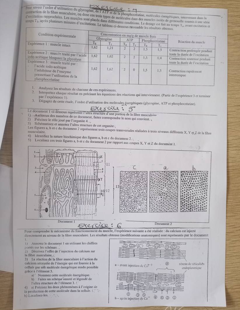 Pour savoir l'ordre d'utilisation du glycogène, de l'ATP et de la phosphocréatine, molécules énergétiques, intervenant dans la
contraction de la fibre musculaire, on dose ces trois types de molécules dans des muscles isolés de grenouille soumis à une série
d'excitation rapprochées. Les muscles sont placés dans différentes conditions. Le dosage est fait au temps 1 ,, avant
temps T1, après plusieurs minutes d'excitations. Le tableau
es résultats de chacune de ces expériences.
2.  Interprétez chaque résultat en précisant les équations des réactions qui interviennent. (Partir de l'expérience 3 et terminer
par l'expérience 1).
3. Dégagez de cette étude, l'ordre d'utilisation des molécules énergétiques (glycogène, ATP et phosphocréatine).
EXeycces 5
Le document 1 ci-dessous représente l'ultra structure d'une portion de la fibre musculaire
1 ) A chacun des numéros de ce document, faites correspondre le nom qui convient. (
2) Précisez le rôle joué par l'organite 4. 
3) Schématisez et annotez l'ultra structure de cet organite
Les figures a, b et c du document 2 représentent trois coupes transversales réalisées à trois niveaux différents X, Y et Z de la fibre
musculaire.
4) Identifiez la nature biochimique des figures a, b et c du document 2.
5) Localisez ces trois figures a, b et c du document 2 par rapport aux coupes X, Y et Z du document 1.
erciço
Pour comprendre le mécanisme du fonctionnement du muscle, l'expérience suivante a été réalisée : du calcium est injecté
directernent au niveau de la fibre musculaire. Les résultats obtenus (modifications anatomiques) sont représentés par le document
1.
( ) Annotez le document 1 en utilisant les chiffres
portés sur les schémas. 
2) Décrivez l'effet de l'injection du calcium sur
la fibre musculaire. 
3) La réaction de la fibre musculaire à l'action du
caleium nécessite de l'énergie qui est fournie à la
cellule par une molécule énergétique rendu possible a - avant injection de Ca ③ réseau de réticulum endoplasmique
grâce à l'élément 3.
a)  Nommez cette molécule énergétique.
b) Faites un schéma annoté et légendé de
l'ultra structure de l'élément 3. 
4) a) Précisez les deux phénomènes à l'origine de
la production de cette molécule dans la cellule. (
b) Localisez-les. b - après injection de Ca