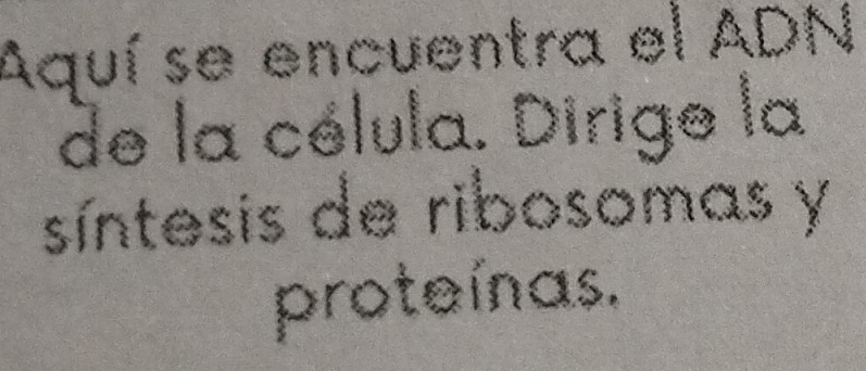 Aquí se encuentra el ADN 
de la célula. Dirige la 
síntesis de ribosomas y 
proteínas.