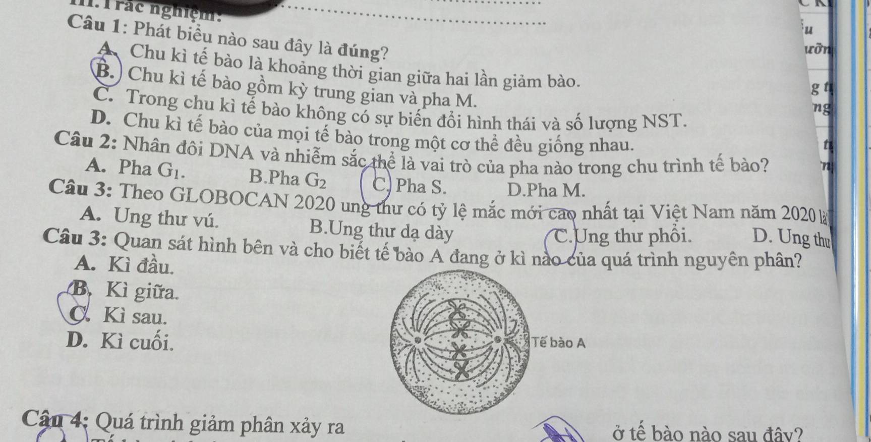 1rác nghiệm:
u
Câu 1: Phát biểu nào sau đây là đúng?
xỡn
A. Chu kì tế bào là khoảng thời gian giữa hai lần giảm bào.
B.) Chu kì tế bào gồm kỳ trung gian và pha M.
g u
ng
C. Trong chu kì tế bào không có sự biến đổi hình thái và số lượng NST.
D. Chu kì tế bào của mọi tế bào trong một cơ thể đều giống nhau.
t
Câu 2: Nhân đôi DNA và nhiễm sắc thể là vai trò của pha nào trong chu trình tế bào?
n
A. Pha G_1. B.Pha G_2 C) Pha S.
D.Pha M.
Câu 3: Theo GLOBOCAN 2020 ung thư có tỷ lệ mắc mới cao nhất tại Việt Nam năm 2020 là
A. Ung thư vú. B.Ung thư dạ dày
C.Ung thư phổi. D. Ung thu
Câu 3: Quan sát hình bên và cho biết tế bào A đang ở kì nào của quá trình nguyên phân?
A. Kì đầu.
B. Kì giữa.
C. Kì sau.
D. Kì cuối. 
Cậu 4: Quá trình giảm phân xảy ra ở tế bào nào sau đây?