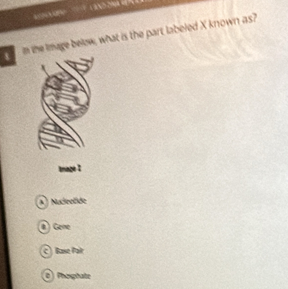In the Image below, what is the part labeled X known as?
Image 1
A ) Nucieolide
B Gene
C) Base Paîr
b) Phosphate