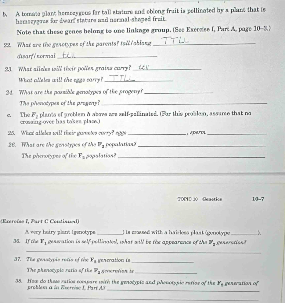 A tomato plant homozygous for tall stature and oblong fruit is pollinated by a plant that is 
homozygous for dwarf stature and normal-shaped fruit. 
Note that these genes belong to one linkage group. (See Exercise I, Part A, page 10-3.) 
22. What are the genotypes of the parents? tall/oblong_ 
dwarf/normal_ 
23. What alleles will their pollen grains carry?_ 
What alleles will the eggs carry?_ 
24. What are the possible genotypes of the progeny?_ 
The phenotypes of the progeny?_ 
c. The F_1 plants of problem & above are self-pollinated. (For this problem, assume that no 
crossing-over has taken place.) 
25. What alleles will their gametes carry? eggs _, sperm_ 
26. What are the genotypes of the F_2 population?_ 
The phenotypes of the F_2 population?_ 
TOPIC 10 Genetics 10-7 
(Exercise I, Part C Continued) 
A very hairy plant (genotype _) is crossed with a hairless plant (genotype _). 
36. If the F_1 generation is self-pollinated, what will be the appearance of the F_2 generation? 
_ 
37. The genotypic ratio of the F_2 generation is_ 
The phenotypic ratio of the F_2 generation is_ 
38. How do these ratios compare with the genotypic and phenotypic ratios of the F_2 generation of 
_ 
problem a in Exercise I, Part A? 
_