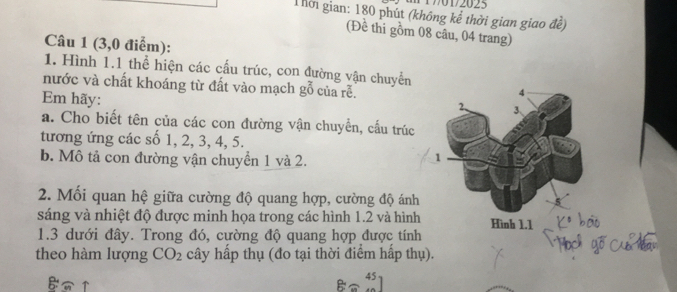 M17/01/2025 
Thời gian: 180 phút (không kể thời gian giao đề) 
(Đề thi gồm 08 câu, 04 trang) 
Câu 1 (3,0 điểm): 
1. Hình 1.1 thể hiện các cấu trúc, con đường vận chuyển 
nước và chất khoáng từ đất vào mạch gỗ của rễ. 
Em hãy: 
a. Cho biết tên của các con đường vận chuyển, cấu trúc 
tương ứng các số 1, 2, 3, 4, 5. 
b. Mô tả con đường vận chuyển 1 và 2. 
2. Mối quan hệ giữa cường độ quang hợp, cường độ ánh 
sáng và nhiệt độ được minh họa trong các hình 1.2 và hình 
1.3 dưới đây. Trong đó, cường độ quang hợp được tính 
theo hàm lượng CO_2 cây hấp thụ (đo tại thời điểm hấp thụ). 
B 
45