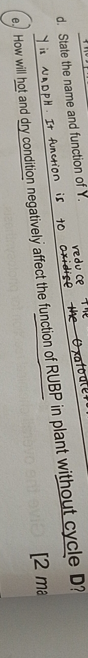 State the name and function of Y. 
ce 
e How will hot and dry condition negatively affect the function of RUBP in plant without cycle D? 
[2 ma