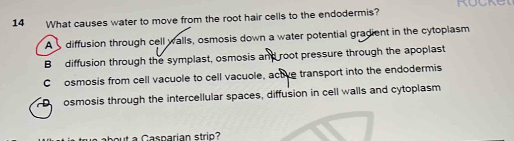 What causes water to move from the root hair cells to the endodermis?
A diffusion through cell walls, osmosis down a water potential gradient in the cytoplasm
B diffusion through the symplast, osmosis and root pressure through the apoplast
C osmosis from cell vacuole to cell vacuole, active transport into the endodermis
D osmosis through the intercellular spaces, diffusion in cell walls and cytoplasm
out a Casparian strip?