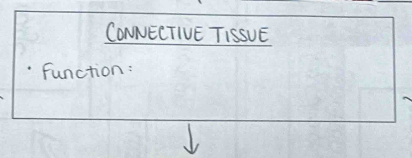 CONNECTIVE TISSUE 
function :