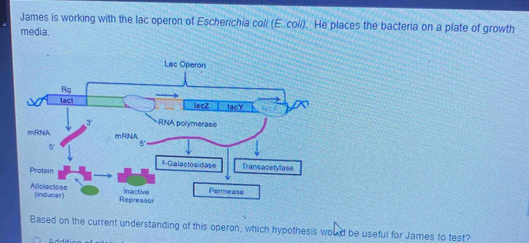 Solved: James is working with the lac operon of Escherichia coli (E ...