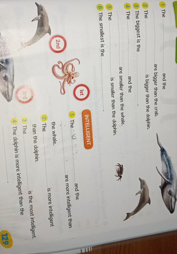 ① The _and the 
_are bigger than the crab. 
2 The _is bigger than the dolphin. 
3 The biggest is the_ 
④ The _and the 
_ 
are smaller than the whale. 
5 The _is smaller than the dolphin. 
6 The smallest is the 
_ 
INTELLIGENT 
1st 
1 The _and the 
_ 
are more intelligent than
2nd
the whale. 
2 The _is more intelligent 
than the dolphin. 
_ 
is the most intelligent. 
3 The 
4) The dolphin is more intelligent than the 
_
129