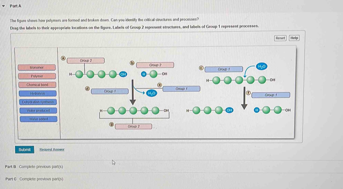 Solved: The figure shows how polymers are formed and broken down. Can ...