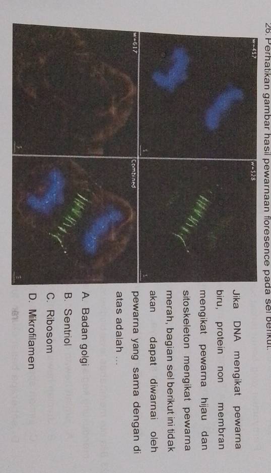 Perhatikan gambar hasil pewarnaan floresence pada sel benkut.
ika DNA mengikat pewarna
iru, protein non membran
engikat pewarna hijau dan 
itoskeleton mengikat pewarna
erah, bagian sel berikut ini tidak
kan dapat diwarnai oleh
ewarna yang sama dengan di
tas adalah .... Badan golgi. Sentriol. Ribosom. Mikrofilamen
61