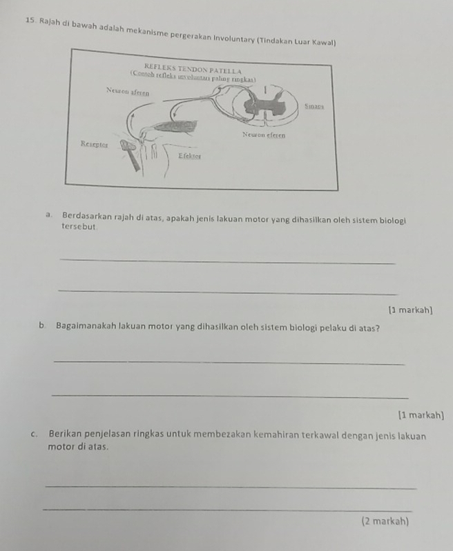 Rajah di bawah adalah mekanisme pergerakan Involuntary (Tindakan Luar Kawal) 
a. Berdasarkan rajah di atas, apakah jenis lakuan motor yang dihasilkan oleh sistem biologl 
tersebut 
_ 
_ 
[1 markah] 
b Bagaimanakah lakuan motor yang dihasilkan oleh sistem biologi pelaku di atas? 
_ 
_ 
[1 markah] 
c. Berikan penjelasan ringkas untuk membezakan kemahiran terkawal dengan jenis Iakuan 
motor di atas. 
_ 
_ 
(2 markah)