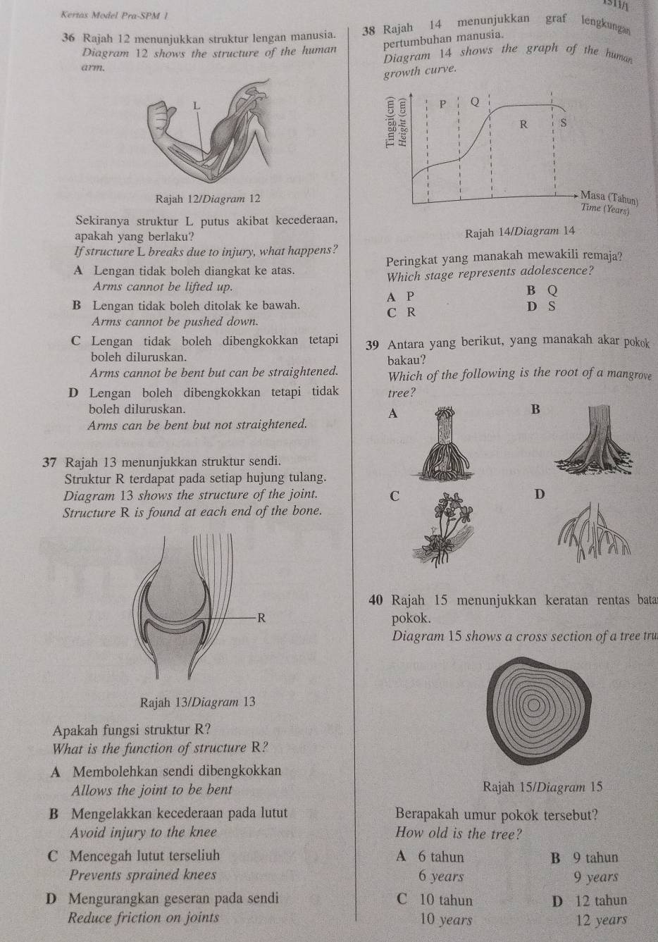 Kertas Model Pra-SPM 1
36 Rajah 12 menunjukkan struktur lengan manusia. 38 Rajah 14 menunjukkan graf lengkungan
pertumbuhan manusia.
Diagram 12 shows the structure of the human Diagram 14 shows the graph of the human
arm.
growth curve.
Rajah 12/Diagram 12
Sekiranya struktur L putus akibat kecederaan,
apakah yang berlaku?
Rajah 14/Diagram 14
If structure L breaks due to injury, what happens?
A Lengan tidak boleh diangkat ke atas. Peringkat yang manakah mewakili remaja?
Arms cannot be lifted up. Which stage represents adolescence?
A P B Q
B Lengan tidak boleh ditolak ke bawah. C R D S
Arms cannot be pushed down
C Lengan tidak boleh dibengkokkan tetapi 39 Antara yang berikut, yang manakah akar pokok
boleh diluruskan.
bakau?
Arms cannot be bent but can be straightened. Which of the following is the root of a mangrove
D Lengan boleh dibengkokkan tetapi tidak tree?
boleh diluruskan. B
A
Arms can be bent but not straightened.
37 Rajah 13 menunjukkan struktur sendi.
Struktur R terdapat pada setiap hujung tulang.
Diagram 13 shows the structure of the joint. CD
Structure R is found at each end of the bone.
40 Rajah 15 menunjukkan keratan rentas batar
pokok.
Diagram 15 shows a cross section of a tree tru
Rajah 13/Diagram 13
Apakah fungsi struktur R?
What is the function of structure R?
A Membolehkan sendi dibengkokkan
Allows the joint to be bent Rajah 15/Diagram 15
B Mengelakkan kecederaan pada lutut Berapakah umur pokok tersebut?
Avoid injury to the knee How old is the tree?
C Mencegah lutut terseliuh A 6 tahun B 9 tahun
Prevents sprained knees 6 years 9 years
D Mengurangkan geseran pada sendi C 10 tahun D 12 tahun
Reduce friction on joints 10 years 12 years