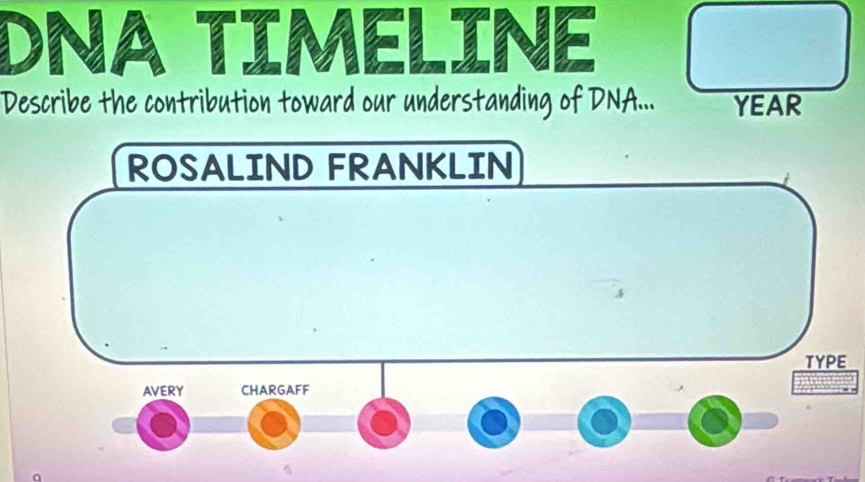 DINA TIMELIN 
Describe the contribution toward our understanding of DNA... YEAR