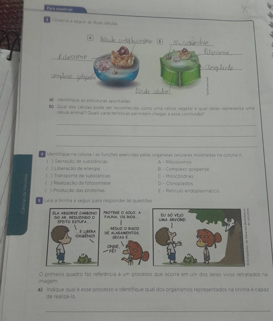 Para construif
Observe a seguir as duas células
a) Identifique as estruturas apontadas.
b) Qual das células pode ser reconhecida como uma célula vegetal e qual delas representa uma
célula animal? Quais características permitem chegar a essa conclusão?
_
_
_
4 Identifique na coluna I as funções exercidas pelas organelas celulares mostradas na coluna II.
( ) Secreção de substâncias A - Ribossomos
 ) Liberação de energia B - Complexo golgiense
 ) Transporte de substâncias C - Mitocôndrias
( ) Realização da fotossintese D - Cloroplastos
 ) Produção das proteínas E - Retículo endoplasmático
5º Leia a tirinha a seguir para responder às questões.
ELA ABSORVE CARBONO PROTEGE O SOLO, A
DO AR, REDUZINDO O FAUNA, OS RiOS...
EFEITO ESTUFA
E LíBERA DE ALAGAMENTOS,
REDUZ O RíSCO
OXIGÊNiOI SECAS E...
ONDE,
Fề?
O primeiro quadro faz referência a um processo que ocorre em um dos seres vivos retratados na
imagem.
a) Indique qual é esse processo e identifique qual dos organismos representados na tirinha é capaz
de realizá-lo.
_