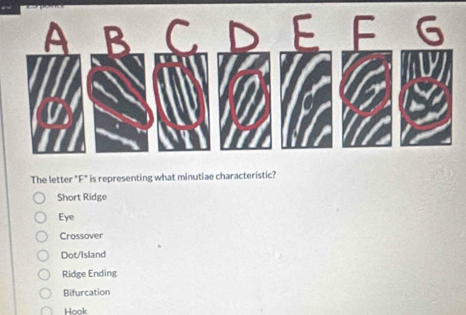 The letter "F" is representing what minutiae characteristic?
Short Ridge
Eye
Crossover
Dot/Island
Ridge Ending
Bifurcation
Hook