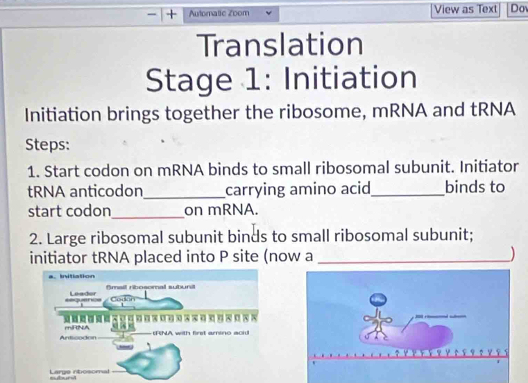 Automatic Zoom View as Text Dov 
Translation 
Stage 1: Initiation 
Initiation brings together the ribosome, mRNA and tRNA 
Steps: 
1. Start codon on mRNA binds to small ribosomal subunit. Initiator 
tRNA anticodon_ carrying amino acid_ binds to 
start codon_ on mRNA. 
2. Large ribosomal subunit binds to small ribosomal subunit; 
initiator tRNA placed into P site (now a _) 
a. Initiation 
Smail ribosomal subunit 
sequencs Leader Codon 
/ 
============= 
mRNA 
Anticodon tRNA with first amino acid 
Large nibosomal =bun