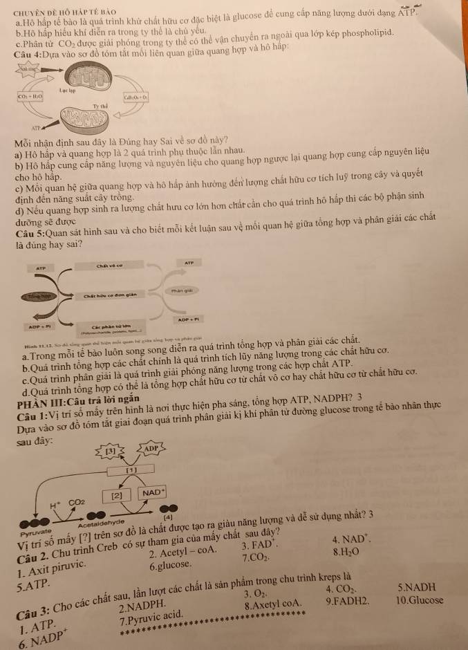 chuyên đề hỗ háp tế bào
a.Hồ hấp tế bào là quá trình khử chất hữu cơ đặc biệt là glucose để cung cấp năng lượng dưới đạng overline ATP
b.Hô hấp hiểu khí diễn ra trong ty thể là chủ yếu.
c.Phân tử CO_2 được giải phóng trong ty thể có thể vận chuyền ra ngoài qua lớp kép phospholipid.
Câu 4:D Dựa vào sơ đồ tóm tắt môi liên quan giữa quang hợp và hô háp:
Mỗi nhận định sau đây là Đúng hay Sai về sơ đồ này?
a) Hộ hấp và quang hợp là 2 quá trình phụ thuộc lẫn nhau.
b) Hô hấp cung cấp năng lượng và nguyên liệu cho quang hợp ngược lại quang hợp cung cấp nguyên liệu
cho hô hập.
c) Mỗi quan hệ giữa quang hợp và hô hấp ảnh hường đến lượng chất hữu cơ tích luỹ trong cây và quyết
định đến năng suất cây trồng.
d) Nếu quang hợp sinh ra lượng chất hưu cơ lớn hơn chất cần cho quá trình hô hấp thi các bộ phận sinh
đưỡng sẽ được
Câu 5:Quan sát hình sau và cho biết mỗi kết luận sau vệ mối quan hệ giữa tổng hợp và phân giải các chất
là đúng hay sai?
Hình 11,12, So đồ sống quan tể hiện mắi quan hệ giớa sàng hợp sà p
a.Trong mỗi tế bào luôn song song diễn ra quá trình tổng hợp và phân giải các chất.
b.Quả trình tổng hợp các chất chính là quá trình tích lũy năng lượng trong các chất hữu cơ.
c.Quá trình phân giải là quá trình giải phóng năng lượng trong các hợp chất ATP,
d.Quá trình tổng hợp có thể là tổng hợp chất hữu cơ từ chất vô cơ hay chất hữu cơ từ chất hữu cơ.
PHÀN III:Câu trả lời ngắn
Câu 1:Vi trí số mẫy trên hình là nơi thực hiện pha sáng, tổng hợp ATP, NADPH? 3
Dựa vào sơ đồ tóm tắt giai đoạn quá trình phân giải kị khí phân tử đường glucose trong tể bảo nhân thực
Vị trí số mấy [?] trên sơ đồ là chất đư ra giàu năng lượng và dễ sử dụng nhất? 3
Pyruvate 
Cầu 2. Chu trình Creb có sự tham gia của mấy chất sau đây?
2. Acetyl - coA. 3. FAD^+. 4. NAD^+.
1. Axit piruvic. 6.glucose. 7.CO_2. 8 H_2O
5.ATP.
Câu 3: Chọ các chất sau, lần lượt các chất là sản phẩm trong chu trình kreps là
2.NADPH. 3. O_2. 4. CO_2. 5.NADH
8.Axetyl coA. 9.FADH2. 10.Glucose
6. NADP* 1. ATP. 7.Pyruvic acid.