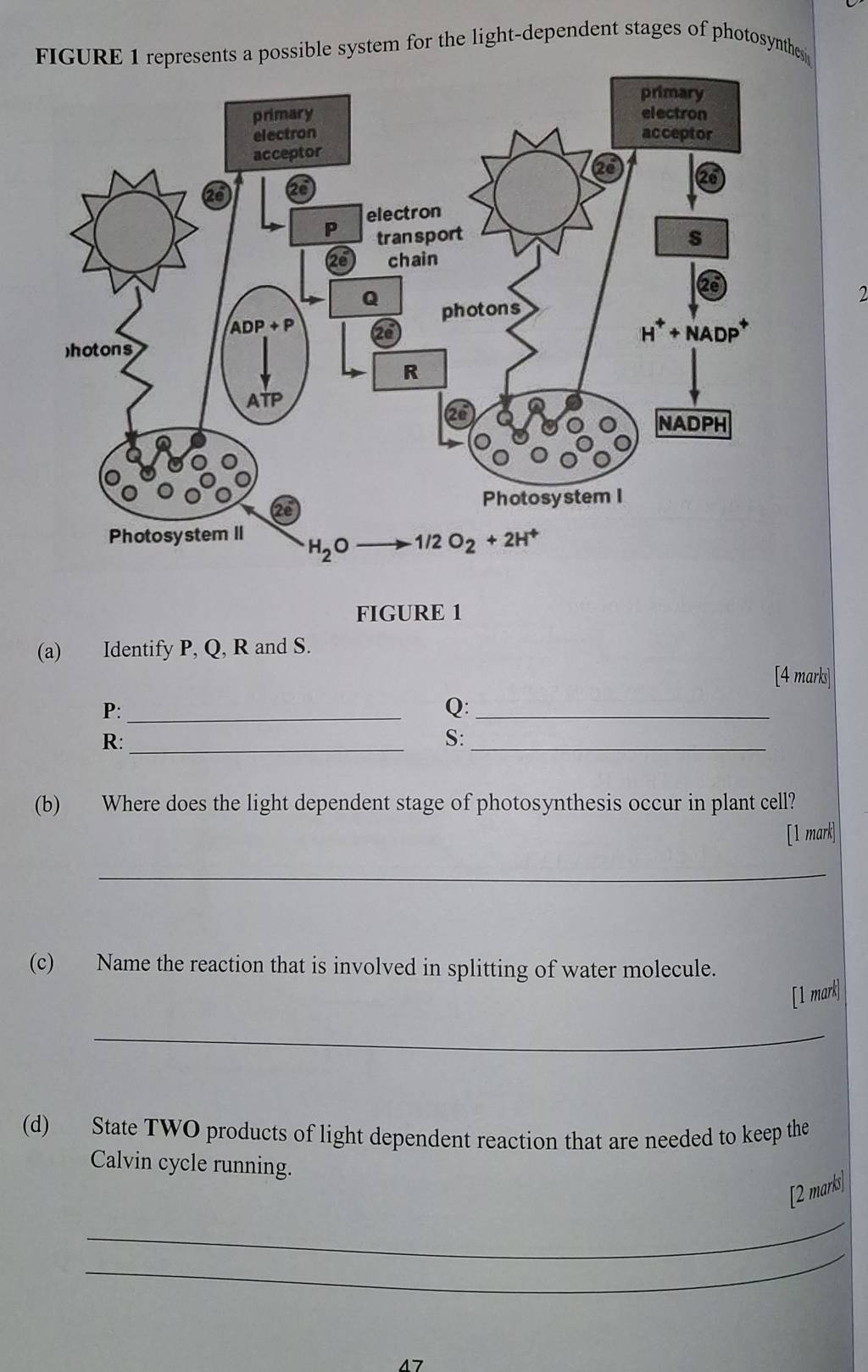 FIGURE 1 represents a possible system for the light-dependent stages of photosynthes
2
FIGURE 1
(a) Identify P, Q, R and S.
[4 marks]
P:_
Q:_
R:_
S:
_
(b) Where does the light dependent stage of photosynthesis occur in plant cell?
[1 mark]
_
(c) Name the reaction that is involved in splitting of water molecule.
[1 mark]
_
(d) State TWO products of light dependent reaction that are needed to keep the
Calvin cycle running.
[2 marks]
_
_
17