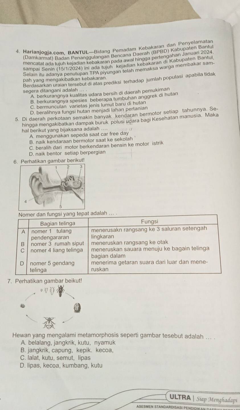 Harianjogia.com. BANTUL—Bidang Pemadam Kebakaran dan Penyelamatan
(Damkarmat) Badan Penanggulangan Bencana Daerah (BPBD) Kabupaten Bantul
mencatat ada tujuh kejadian kebakaran pada awal hingga pertengahan Januari 2024.
sampai Senin (15/1/2024) ini ada tujuh kejadian kebakaran di Kabupaten Bantul.
Selain itu adanya penutupan TPA piyungan telah memaksa warga membakar sam-
pah yang mengakibatkan kebakaran.
Berdasarkan uraian tersebut di atas prediksi terhadap jumlah populasi apabila tidak
segera ditangani adalah ... .
A. berkurangnya kualitas udara bersih di daerah pemukiman
B. berkurangnya spesies beberapa tumbuhan anggrek di hutan
C. bermunculan varietas jenis lumut baru di hutan
D. beralihnya fungsi hutan menjadi lahan pertanian
5. Di daerah perkotaan semakin banyak kendaran bermotor setiap tahunnya. Se-
hingga mengakibatkan dampak buruk polusi udara bagi Kesehatan manusia. Maka
hal berikut yang bijaksana adalah ....
A. menggunakan sepeda saat car free day
B. naik kendaraan bermotor saat ke sekolah '
C. beralih dari motor berkendaran bensin ke motor istrik
D. naik bentor setiap berpergian
6. Perhatikan gambar berikut!
Nomer dan fungsi yang tepat adalah ... .
Bagian telinga Fungsi
A nomer 1 tulang menerusakn rangsang ke 3 saluran setengah
pendengararan lingkaran
B nomer 3 rumah siput meneruskan rangsang ke otak
C nomer 4 liang telinga meneruskan sauara menuju ke bagain telinga
bagian dalam
D nomer 5 gendang menerima getaran suara dari luar dan mene-
telinga ruskan
7. Perhatikan gambar beikut!
Hewan yang mengalami metamorphosis seperti gambar tesebut adalah ... .
A. belalang, jangkrik, kutu, nyamuk
B. jangkrik, capung, kepik. kecoa,
C. lalat, kutu, semut, lipas
D. lipas, kecoa, kumbang, kutu
ULTRA | Siap Menghadapi
ASESMEN STANDARDISASI PENDIDIKAN
