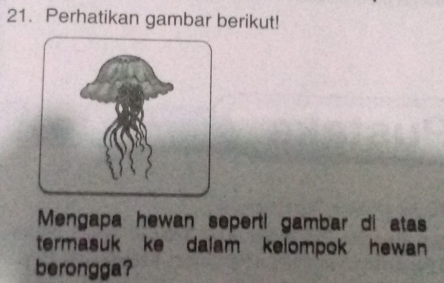 Perhatikan gambar berikut! 
Mengapa hewan seperti gambar di atas 
termasuk ke dalam kelompok hewan . 
berongga?