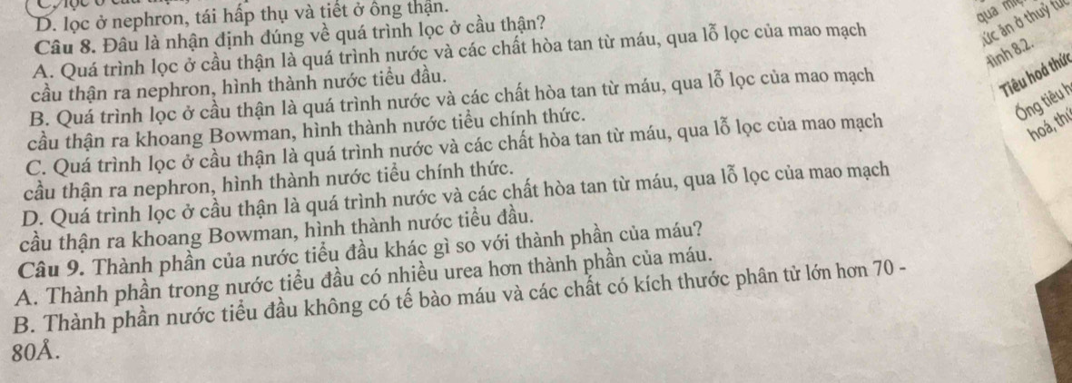 D. lọc ở nephron, tái hấp thụ và tiết ở ông thận.
Câu 8. Đâu là nhận định đúng về quá trình lọc ở cầu thận?
qua mí
A. Quá trình lọc ở cầu thận là quá trình nước và các chất hòa tan từ máu, qua lỗ lọc của mao mạch
Ức ăn ở thuỷ fưc
Hình 8.2.
cầu thận ra nephron, hình thành nước tiểu đầu.
B. Quá trình lọc ở cầu thận là quá trình nước và các chất hòa tan từ máu, qua lỗ lọc của mao mạch
Tiêu hoá thứ
Ông tiêu h
cầu thận ra khoang Bowman, hình thành nước tiểu chính thức.
C. Quá trình lọc ở cầu thận là quá trình nước và các chất hòa tan từ máu, qua lỗ lọc của mao mạch
hoá, thú
cầu thận ra nephron, hình thành nước tiểu chính thức.
D. Quá trình lọc ở cầu thận là quá trình nước và các chất hòa tan từ máu, qua lỗ lọc của mao mạch
cầu thận ra khoang Bowman, hình thành nước tiểu đầu.
Câu 9. Thành phần của nước tiểu đầu khác gì so với thành phần của máu?
A. Thành phần trong nước tiểu đầu có nhiều urea hơn thành phần của máu.
B. Thành phần nước tiểu đầu không có tế bào máu và các chất có kích thước phân tử lớn hơn 70 -
80Å.