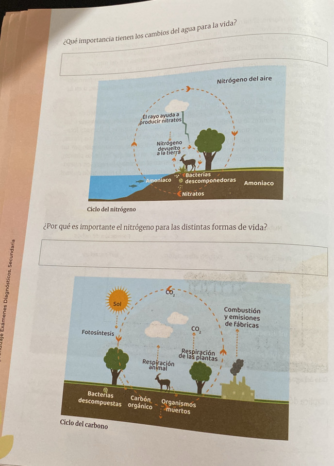 ¿Qué importancia tienen los cambios del agua para la vida?
Ciclo del nitrógeno
¿Por qué es importante el nitrógeno para las distintas formas de vida?