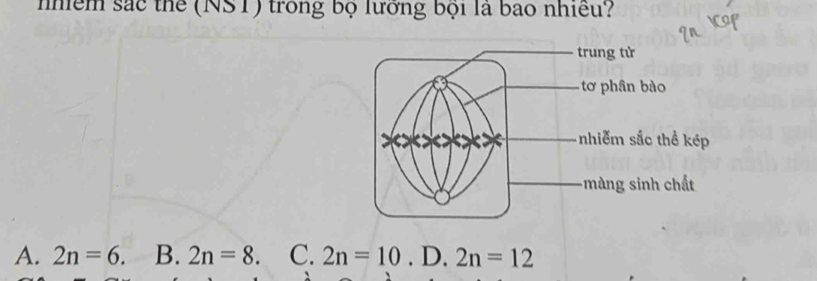 nhiểm sắc thể (NST) trong bộ lưỡng bội là bao nhiều?
A. 2n=6. B. 2n=8. C. 2n=10. D. 2n=12