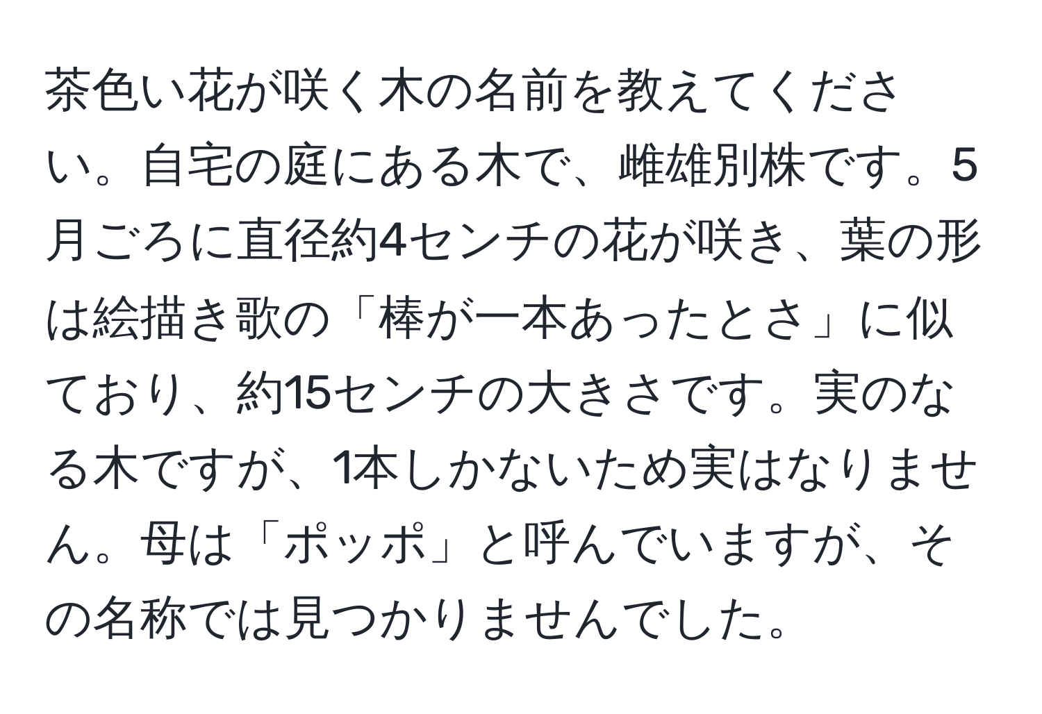 茶色い花が咲く木の名前を教えてください。自宅の庭にある木で、雌雄別株です。5月ごろに直径約4センチの花が咲き、葉の形は絵描き歌の「棒が一本あったとさ」に似ており、約15センチの大きさです。実のなる木ですが、1本しかないため実はなりません。母は「ポッポ」と呼んでいますが、その名称では見つかりませんでした。