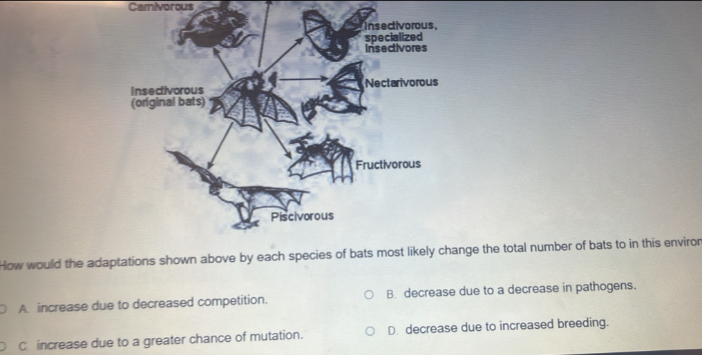 Camivorous
How would the adaptnge the total number of bats to in this enviror
A increase due to decreased competition. B. decrease due to a decrease in pathogens.
C. increase due to a greater chance of mutation. D. decrease due to increased breeding.