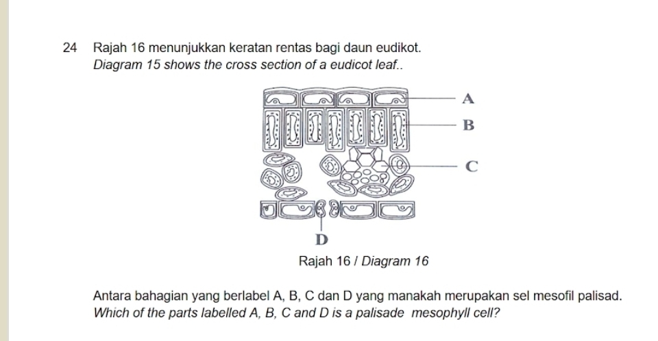 Rajah 16 menunjukkan keratan rentas bagi daun eudikot. 
Diagram 15 shows the cross section of a eudicot leaf.. 
Rajah 16 / Diagram 16 
Antara bahagian yang berlabel A, B, C dan D yang manakah merupakan sel mesofil palisad. 
Which of the parts labelled A, B, C and D is a palisade mesophyll cell?