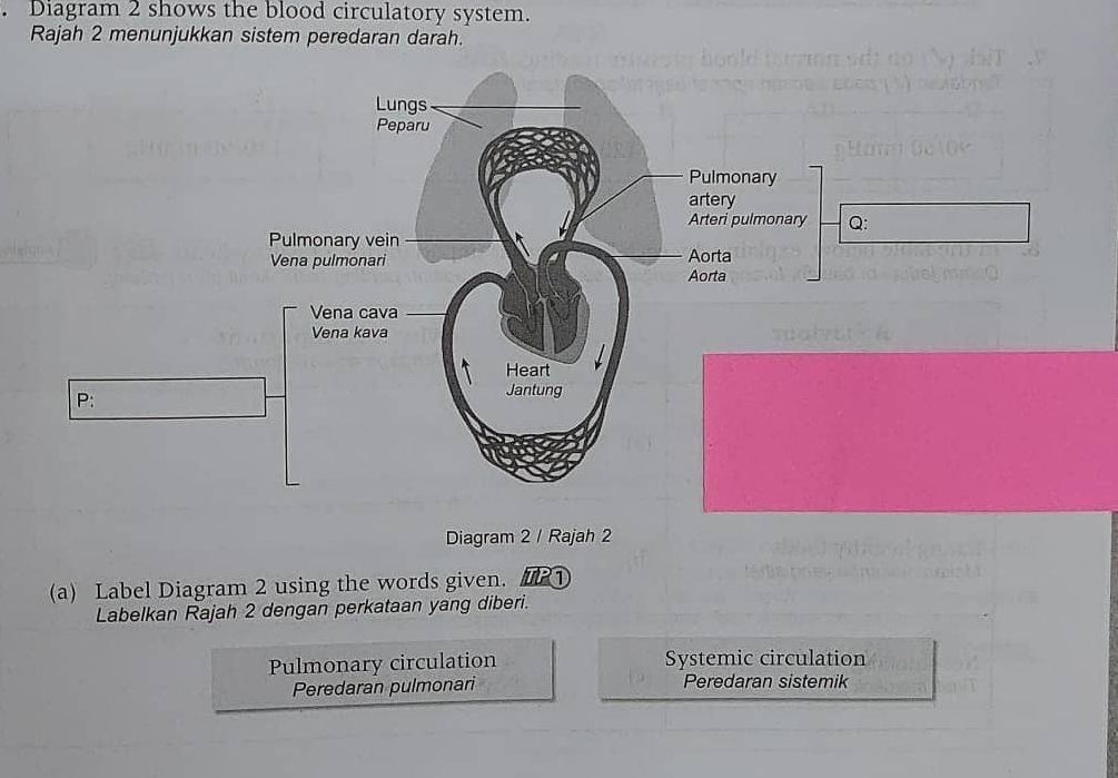 Diagram 2 shows the blood circulatory system.
Rajah 2 menunjukkan sistem peredaran darah.
Lungs
Peparu
Pulmonary
artery
Arteri pulmonary Q:
Pulmonary vein
Vena pulmonari Aorta
Aorta
Vena cava
Vena kava
Heart
P:
Jantung
Diagram 2 / Rajah 2
(a) Label Diagram 2 using the words given. 21
Labelkan Rajah 2 dengan perkataan yang diberi.
Pulmonary circulation Systemic circulation
Peredaran pulmonari Peredaran sistemik