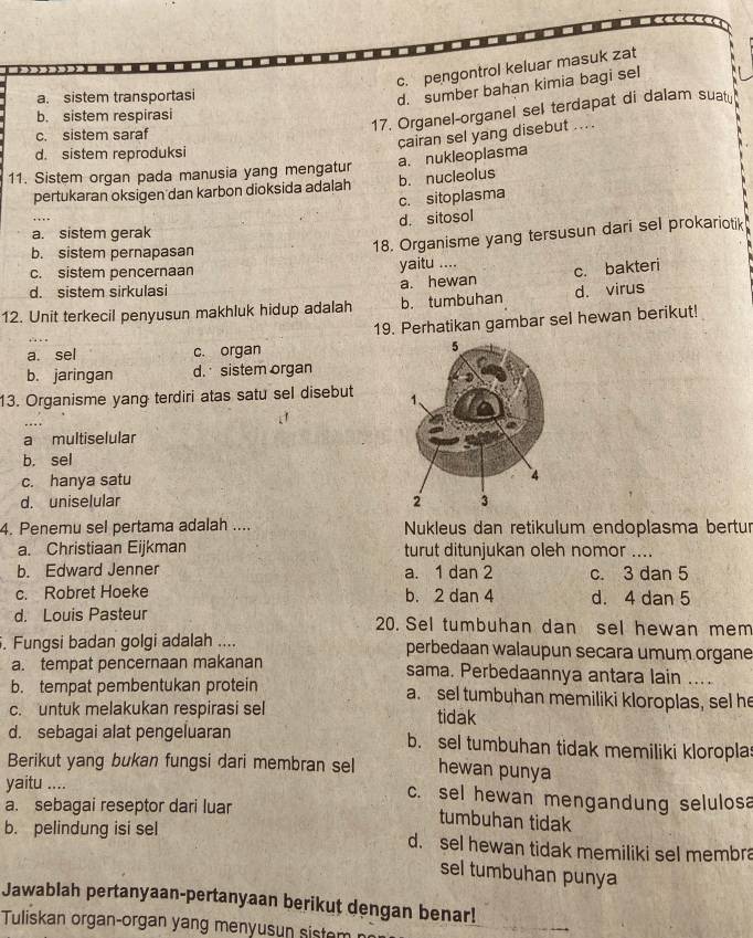 c. pengontrol keluar masuk zat
-.
a. sistem transportasi
d. sumber bahan kimia bagi sel
17. Organel-organel sel terdapat di dalam suatu
b. sistem respirasi
c. sistem saraf
cairan sel yang disebut ....
d. sistem reproduksi
11. Sistem organ pada manusia yang mengatur a. nukleoplasma
pertukaran oksigen dan karbon dioksida adalah b. nucleolus
c. sitoplasma
d. sitosol
a. sistem gerak
b. sistem pernapasan
18. Organisme yang tersusun dari sel prokariotik
c. sistem pencernaan yaitu ....
d. sistem sirkulasi a. hewan c. bakteri
12. Unit terkecil penyusun makhluk hidup adalah b. tumbuhan d. virus
a. sel c. organ 19. Perhatikan gambar sel hewan berikut!
…
b. jaringan d. sistem organ
13. Organisme yang terdiri atas satu sel disebut
a multiselular
b. sel
c. hanya satu
d. uniselular 
4. Penemu sel pertama adalah .... Nukleus dan retikulum endoplasma bertur
a. Christiaan Eijkman turut ditunjukan oleh nomor ....
b. Edward Jenner a. 1 dan 2 c. 3 dan 5
c. Robret Hoeke b. 2 dan 4 d. 4 dan 5
d. Louis Pasteur 20. Sel tumbuhan dan sel hewan mem
. Fungsi badan golgi adalah .... perbedaan walaupun secara umum organe
a. tempat pencernaan makanan sama. Perbedaannya antara lain ....
b. tempat pembentukan protein a. sel tumbuhan memiliki kloroplas, sel he
c. untuk melakukan respirasi sel tidak
d. sebagai alat pengeluaran b. sel tumbuhan tidak memiliki kloroplas
Berikut yang bukan fungsi dari membran sel hewan punya
yaitu .... c. sel hewan mengandung selulosa
a. sebagai reseptor dari luar
tumbuhan tidak
b. pelindung isi sel d. sel hewan tidak memiliki sel membra
sel tumbuhan punya
Jawablah pertanyaan-pertanyaan berikut dengan benar!
Tuliskan organ-organ yang menyusun sistem