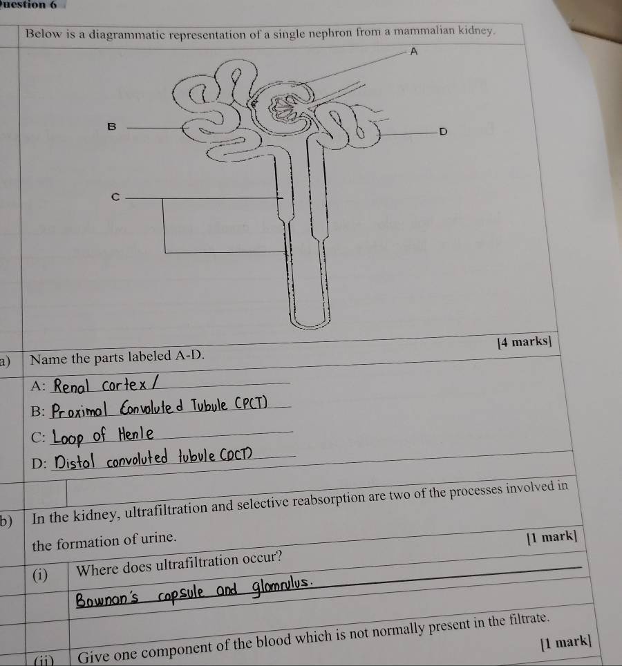 uestion 6 
Below is a diagrammatic representation of a single nephron from a mammalian kidney. 
a) Name the parts labeled A-D. [4 marks] 
A: 
_ 
B: 
_ 
C: 
_ 
D: 
_ 
b) In the kidney, ultrafiltration and selective reabsorption are two of the processes involved in 
the formation of urine. 
_ 
(i) Where does ultrafiltration occur? [1 mark] 
_ 
(ji) | Give one component of the blood which is not normally present in the filtrate. 
[1 mark]