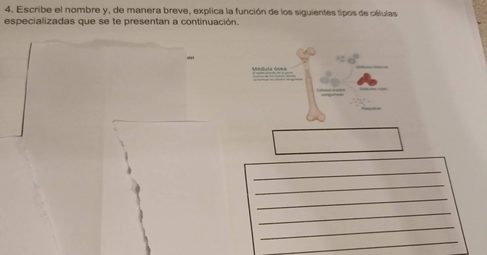 Escribe el nombre y, de manera breve, explica la función de los siguientes tipos de células 
especializadas que se te presentan a continuación. 
del 
Médula ósea 
Células madre 
_ 
_ 
_ 
_ 
_ 
_