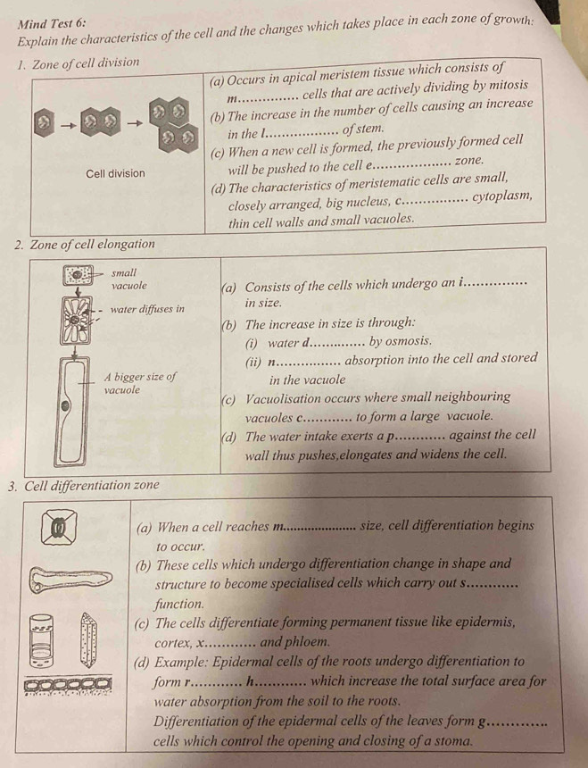 Mind Test 6: 
Explain the characteristics of the cell and the changes which takes place in each zone of growth: 
1. Zone of cell division 
(a) Occurs in apical meristem tissue which consists of 
m ._ cells that are actively dividing by mitosis 
(b) The increase in the number of cells causing an increase 
in the I._ of stem. 
(c) When a new cell is formed, the previously formed cell 
Cell division will be pushed to the cell e._ zone. 
(d) The characteristics of meristematic cells are small, 
closely arranged, big nucleus, c... cytoplasm, 
thin cell walls and small vacuoles. 
2. Zone of cell elongation 
small 
vacuole (a) Consists of the cells which undergo an i._ 
water diffuses in in size. 
(b) The increase in size is through: 
(i) water d _by osmosis. 
(ii) n_ . absorption into the cell and stored 
A bigger size of 
vacuole in the vacuole 
(c) Vacuolisation occurs where small neighbouring 
vacuoles c._ to form a large vacuole. 
(d) The water intake exerts a p._ against the cell 
wall thus pushes,elongates and widens the cell. 
3. Cell differentiation zone 
(a) When a cell reaches m._ size, cell differentiation begins 
to occur. 
(b) These cells which undergo differentiation change in shape and 
structure to become specialised cells which carry out s._ 
function. 
(c) The cells differentiate forming permanent tissue like epidermis, 
cortex, x…._ .. and phloem. 
(d) Example: Epidermal cells of the roots undergo differentiation to 
form r._ h_ which increase the total surface area for 
water absorption from the soil to the roots. 
Differentiation of the epidermal cells of the leaves form g_ a 
cells which control the opening and closing of a stoma.
