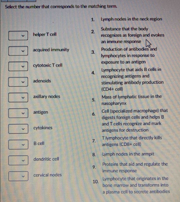 Select the number that corresponds to the matching term. 
a plasma cell to sec