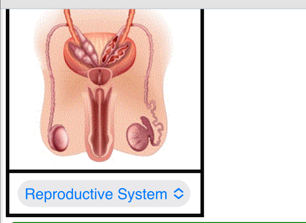 Reproductive System