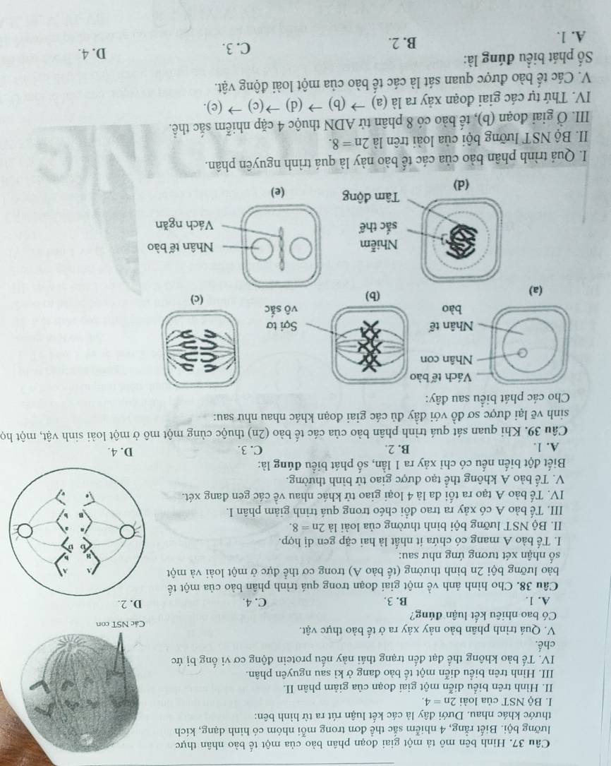 Hình bên mô tả một giai đoạn phân bào của một tế bào nhân thực
lưỡng bội. Biết rằng, 4 nhiễm sắc thể đơn trong mỗi nhóm có hình dạng, kích
thước khác nhau. Dưới đây là các kết luận rút ra từ hình bên:
I. Bộ NST của loài 2n=4.
II. Hình trên biểu diễn một giai đoạn của giảm phân II.
III. Hình trên biểu diễn một tế bào đang ở kì sau nguyên phân.
IV. Tế bào không thể đạt đến trạng thái này nếu protein động cơ vi ống bị ức
chế.
V. Quá trình phân bào này xảy ra ở tế bào thực vật.
Có bao nhiêu kết luận đúng?
A. 1. B. 3. C. 4. D. 2.
Câu 38. Cho hình ảnh về một giai đoạn trong quá trình phân bào của một tế
bào lưỡng bội 2n bình thường (tế bào A) trong cơ thể đực ở một loài và một
số nhận xét tương ứng như sau:
I. Tế bào A mang có chứa ít nhất là hai cặp gen dị hợp.
II. Bộ NST lưỡng bội bình thường của loài là 2n=8.
III. Tế bào A có xảy ra trao đổi chéo trong quá trình giảm phân I.
IV. Tế bảo A tạo ra tối đa là 4 loại giao tử khác nhau về các gen đang xét.
V. Tế bào A không thể tạo được giao tử bình thường.
Biết đột biến nếu có chỉ xảy ra 1 lần, số phát biểu đúng là:
A. 1. B. 2. C. 3. D. 4.
Câu 39. Khi quan sát quá trình phân bào của các tế bào (2n) thuộc cùng một mô ở một loài sinh vật, một họ
sinh vẽ lại được sơ đồ với đầy đủ các giai đoạn khác nhau như sau:
Cho các phát biểu sau đây:
Vách tế bào
o Nhân con
Nhân tế Sợi tơ
bào vô sắc
(a) (b)
(c)
Nhân tế bào
Vách ngăn
(e)
I. Quá trình phân bảo của các tế bào này là quá trình nguyên phân.
II. Bộ NST lưỡng bội của loài trên là 2n=8.
III. Ở giai đoạn (b), tế bào có 8 phân tử ADN thuộc 4 cặp nhiễm sắc thể.
IV. Thứ tự các giai đoạn xảy ra là (a) → (b) → (d) →(c) → (e).
V. Các tế bào được quan sát là các tế bào của một loài động vật.
Số phát biểu đúng là: D. 4.
A. 1. B. 2.
C. 3.